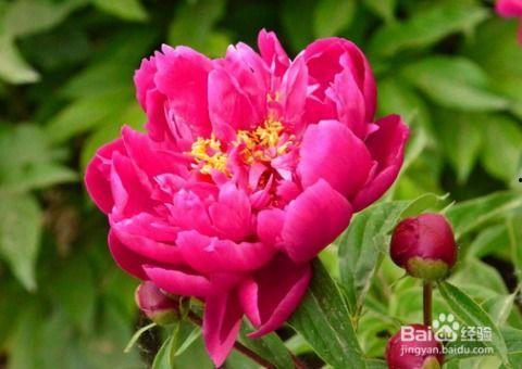 国产芍药怎么养殖的视频,视频教程详解养殖技巧