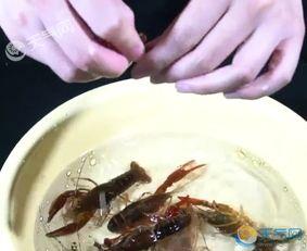 国产鳌虾正宗吃法视频,视频揭秘美味烹饪技巧