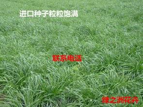黑麦草国产种子视频,国产黑麦草种子培育技术展示