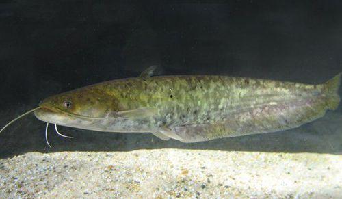 国产鲶鱼喂养视频大全下载,养殖技巧与养殖户经验分享