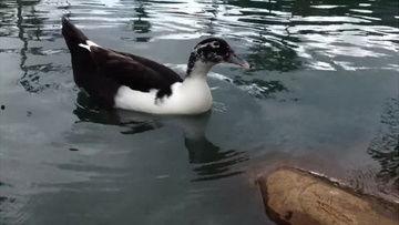 国产鸭子视频刚