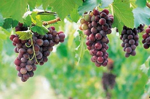 国产葡萄样子图片视频,色泽诱人，口感鲜美，尽享田园风味