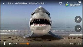 国产海边有鲨鱼电影吗视频,国产惊悚海边奇遇记